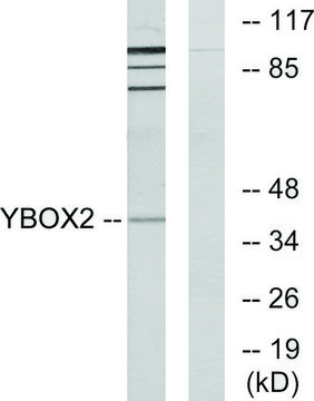 Anti-YBOX2 antibody produced in rabbit