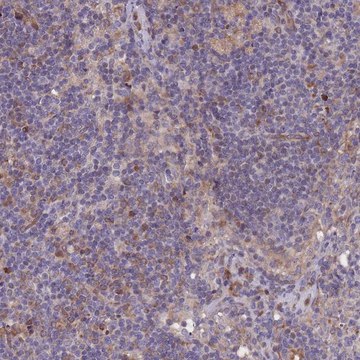 Anti-KIAA0922 antibody produced in rabbit