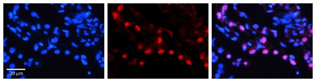 Anti-DNAJB1 antibody produced in rabbit