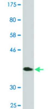 Monoclonal Anti-ZNF131 antibody produced in