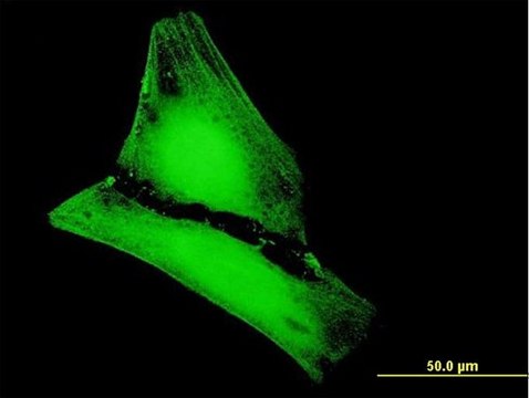 Anti-MGC50559 antibody produced in mouse