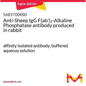 Anti-Sheep IgG F(ab?)?-Alkaline Phosphatase antibody