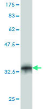 Monoclonal Anti-FBXO8 antibody produced in