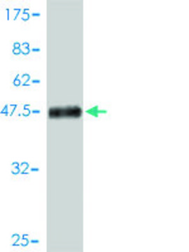 Monoclonal Anti-EPDR1 antibody produced in