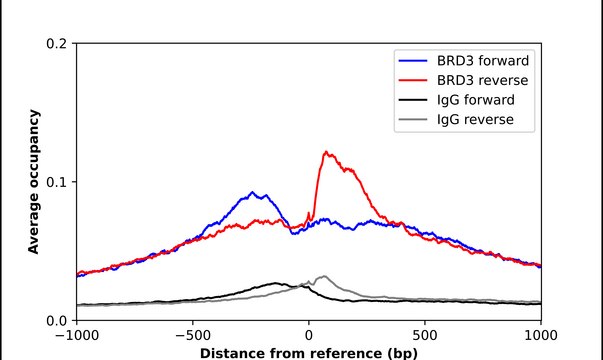 Anti-BRD3 antibody produced in rabbit