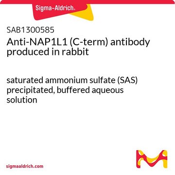 Anti-NAP1L1 (C-term) antibody produced in