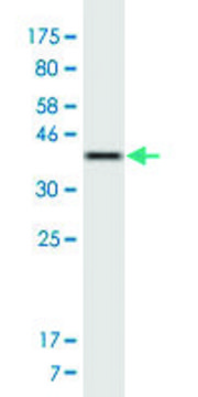 Monoclonal Anti-TRAK1 antibody produced in
