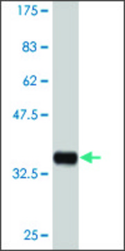 ANTI-MAPKAPK3 antibody produced in mouse