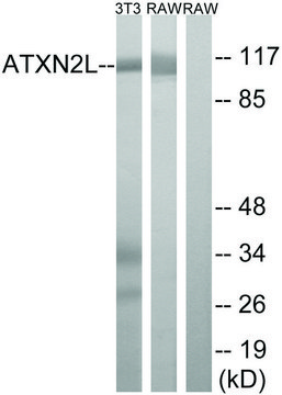 Anti-ATXN2L antibody produced in rabbit