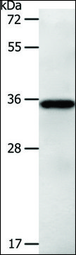 Anti-LPPR5 antibody produced in rabbit