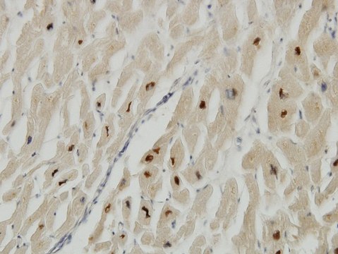 Monoclonal Anti-TTN antibody produced in