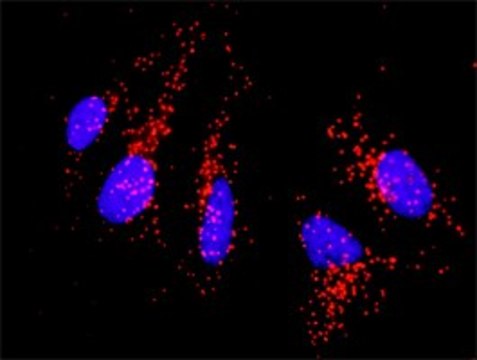 Anti-CD86 antibody produced in rabbit