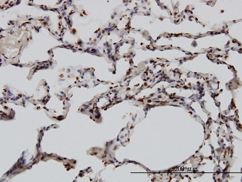 Monoclonal Anti-YY1 antibody produced in