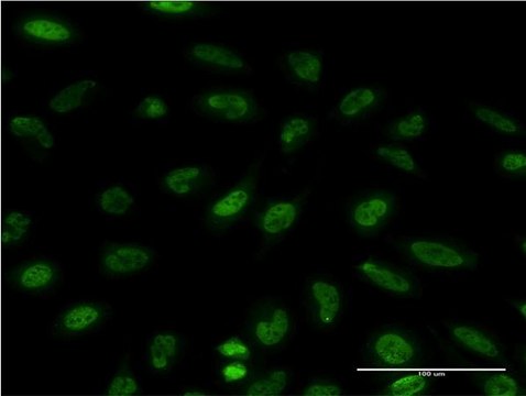 Monoclonal Anti-EIF4EBP1 antibody produced in
