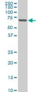 Monoclonal Anti-ZNF215 antibody produced in