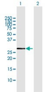 Anti-CYB5R1 antibody produced in rabbit