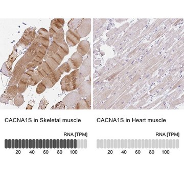 Anti-CACNA1S antibody produced in rabbit