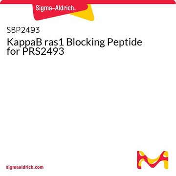 KappaB ras1 Blocking Peptide for