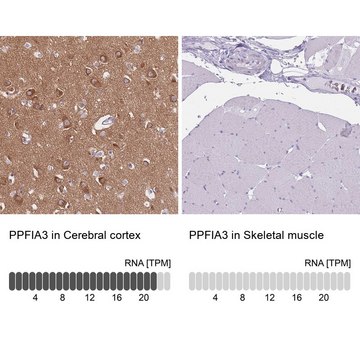Anti-PPFIA3 antibody produced in rabbit