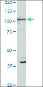 Monoclonal Anti-DNER antibody produced in