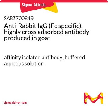 Anti-Rabbit IgG (Fc specific), highly