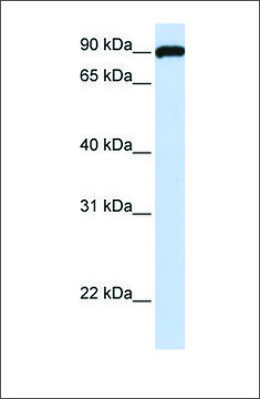 Anti-FAM62C antibody produced in rabbit