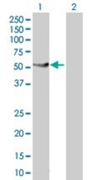 Anti-PTPN1 antibody produced in rabbit