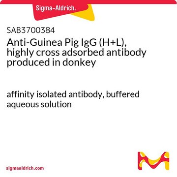 Anti-Guinea Pig IgG (H+L), highly