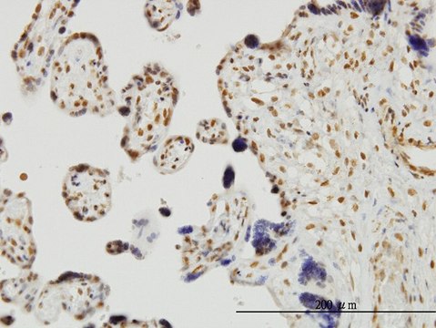 ANTI-RUNX2 antibody produced in mouse