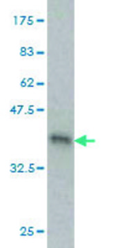 ANTI-GUCY2C antibody produced in mouse
