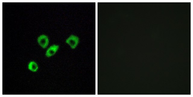 Anti-OR10Z1 antibody produced in rabbit