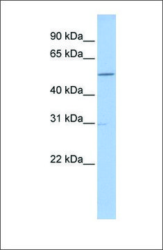Anti-GNAL antibody produced in rabbit