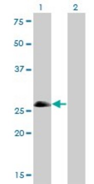 Monoclonal Anti-ASCL1 antibody produced in
