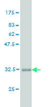 Monoclonal Anti-ALG12 antibody produced in