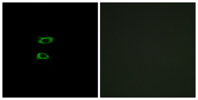Anti-BMP8A antibody produced in rabbit