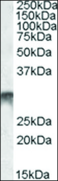 Anti-DLX5 antibody produced in goat