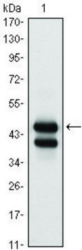 Monoclonal Anti-GATA1 antibody produced in
