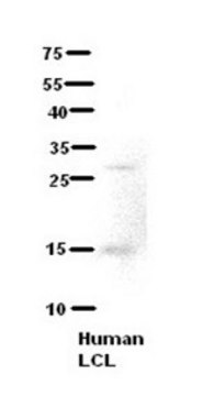 Anti-C21ORF2 antibody produced in rabbit