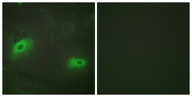 Anti-TNFSF9 antibody produced in rabbit