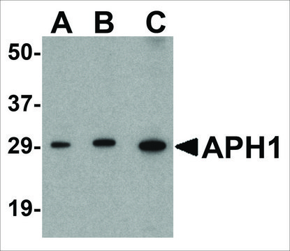 Anti-APH1 (ab1) antibody produced in