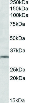 Anti-GRM2 antibody produced in goat