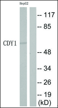 Anti-CDY1 antibody produced in rabbit