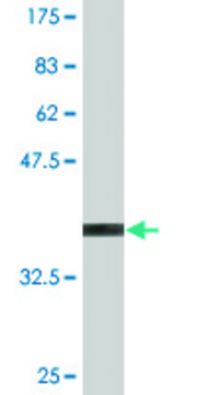 Monoclonal Anti-TNFRSF8 antibody produced in