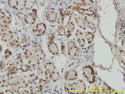 Monoclonal Anti-SMAD1 antibody produced in