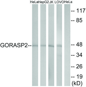 Anti-GORASP2 antibody produced in rabbit