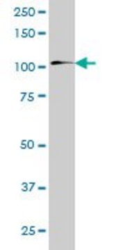 Monoclonal Anti-ZNF31 antibody produced in