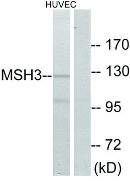 Anti-MSH3 antibody produced in rabbit