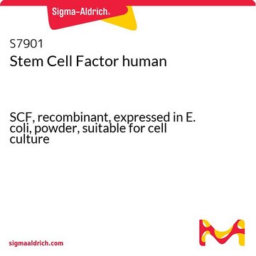 Stem Cell Factor human