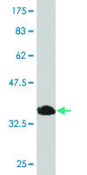 Monoclonal Anti-MYLK2 antibody produced in
