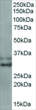 Anti-LIVIN/BIRC7 antibody produced in goat